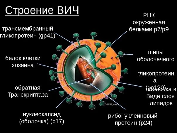 Спид биология 8 класс. Строение ВИЧ биология. Вирус ВИЧ строение микробиология. Структура вируса ВИЧ биология. Строение вируса ВИЧ.