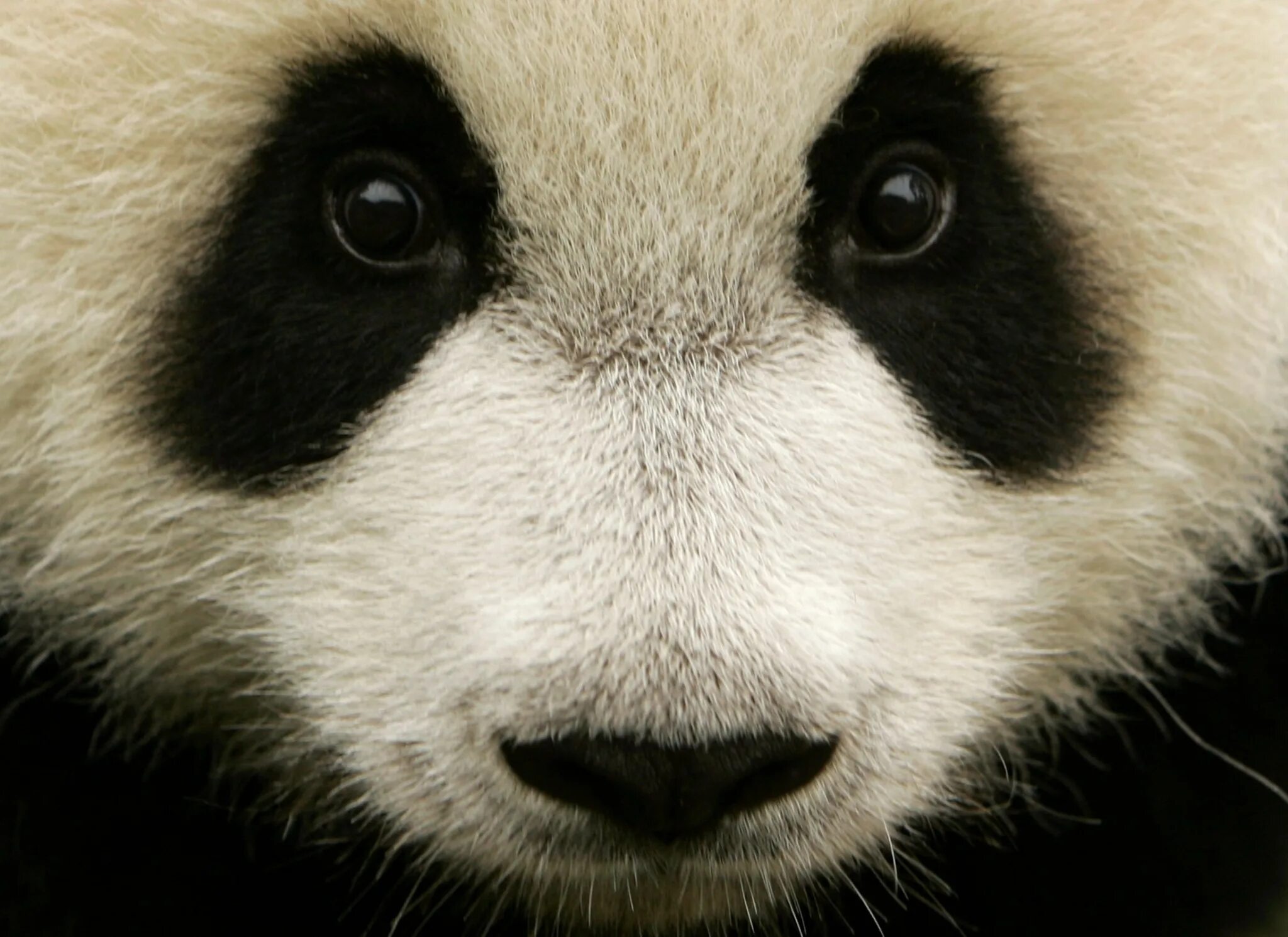 T pandas