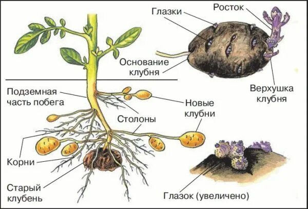 Глазки корень. Образование клубней у картофеля рисунок. Картофель. Строение растения клубней.. Строение клубня картофеля. Строение побега картофеля.