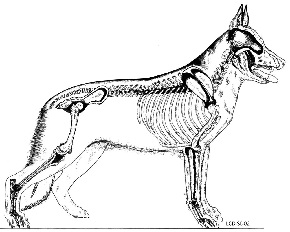Скелет ВЕО собаки анатомия. Строение скелета немецкой овчарки. Скелео овчарки. Костная анатомия собак.
