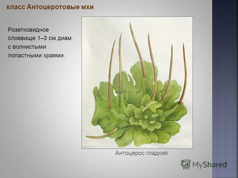 Антоцеротовые представители. Антоцеротовые мхи (Anthocerotophyta). Класс антоцеротовые мхи. Класс антоцеротовые мхи представители.