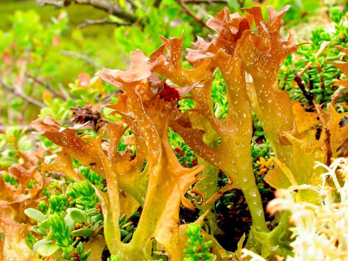 Еда из лишайника. Фрукты на мхе. Сфагнум стабилизированный. Мох мох еда. Мох мох еда.