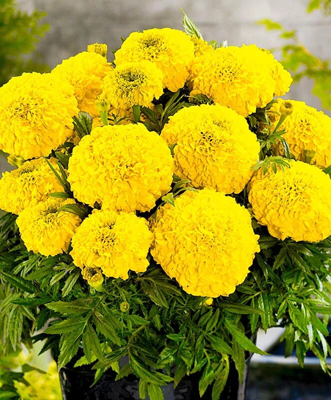 бархатцы прямостоячие золотой век. бархатцы тайшан антигуа. Cosmos and marigold. бархатцы тайшан оранж. бархатцы прямостоячие антигуа еллоу.