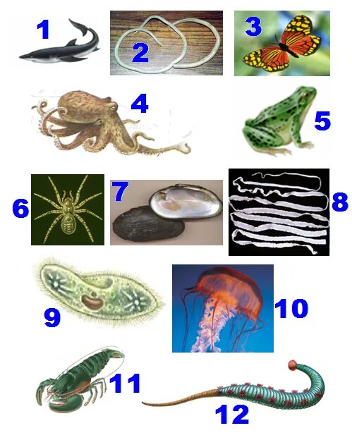 Контрольная по биологии черви. Задания по зоологии. Членистоногие Хордовые моллюски черви. Простейшие Кишечнополостные черви моллюски Членистоногие. Моллюски относятся к хордовым.