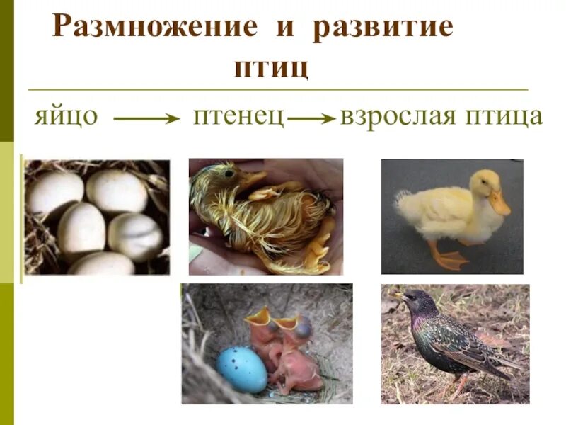 Размножение и развитие птиц. Модель развития птиц. Птицы размножаются. Этапы развития птиц.