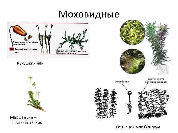 Кукушкин лен какая группа организмов. Кукушкин лён лён маршанция сфагнум. Кукушкин лен сфагнум маршанция. Мхи Кукушкин лен сфагнум маршанция. Кукушкин лен группа растений.