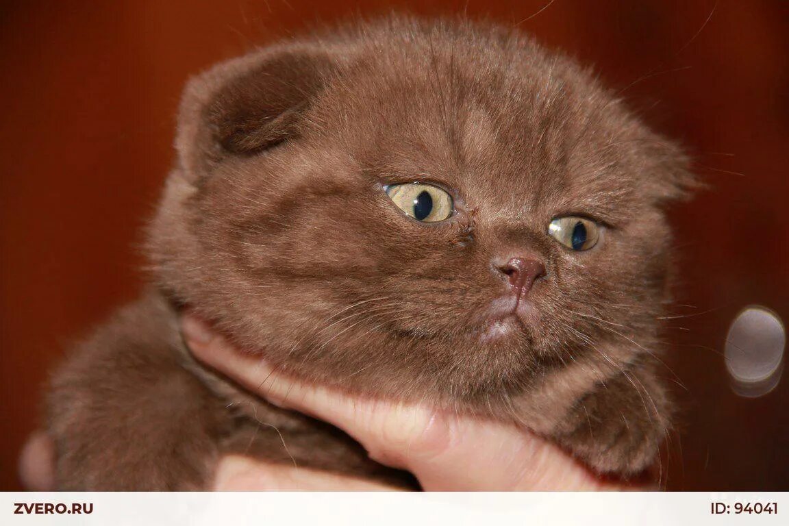 Купить кошку в спб. Скоттиш фолд шоколадный. Порода кошек Шотландские вислоухие шоколад. Чистокровный скоттиш фолд шоколад. Чистокровный шотландский котенок шоколадный вислоухий.