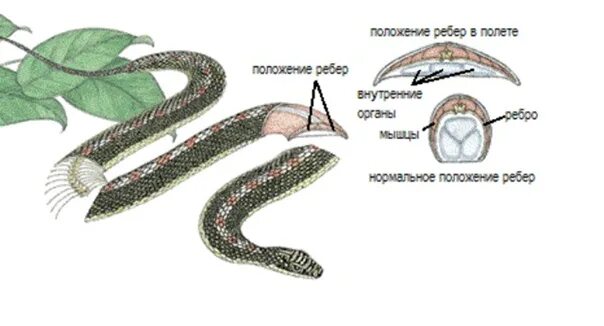 Какой признак внешнего строения змеи. Chrysopelea Paradisi змея. Анатомия змеи. Змея внутреннее строение. Змея наружное строение.