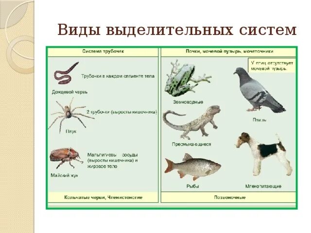 Эволюция систем органов хордовых выделительной. Выделительная система хордовых 7 класс. Органы выделения беспозвоночных животных. Выделительная система животных таблица. Органы выделения беспозвоночных