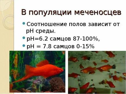 Пропорция рыба