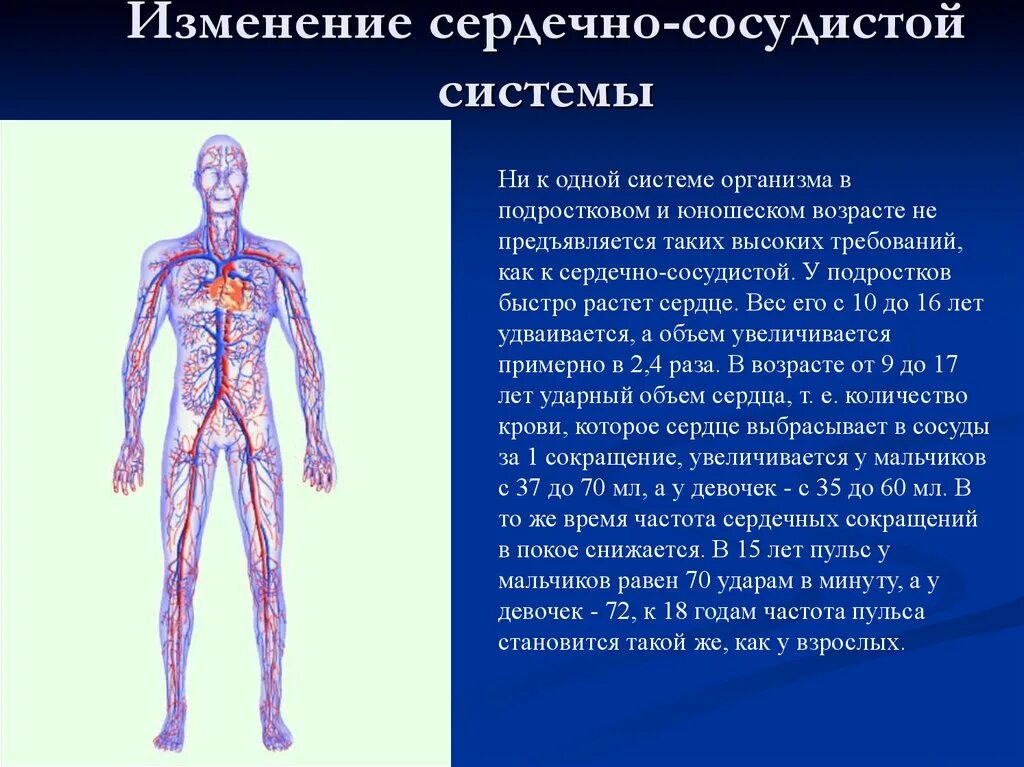 Возрастные изменения сердца. Возрастные изменения сердечно-сосудистой системы. Афо сердечно сосудистой системы у подростков. Возрастные измерения Кровеносно сосудистой системы. Сердечно сосвдистаясистема возрастные изменения.