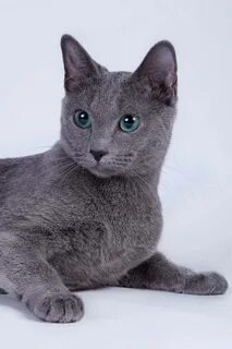 Русский кошечки