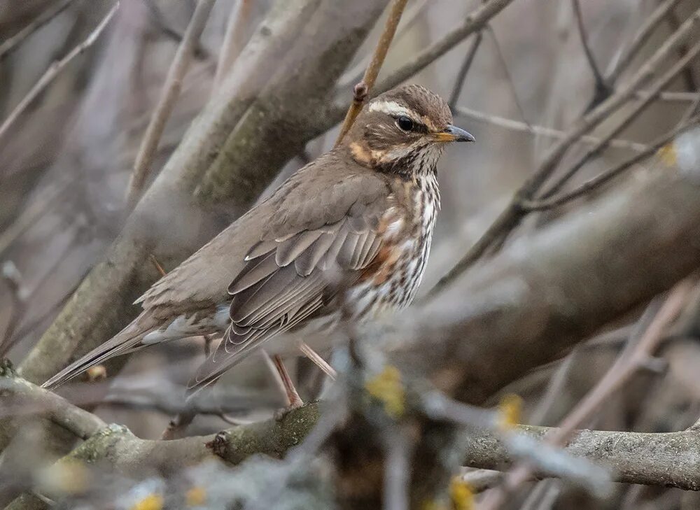 Птица Дрозд белобровик. Дрозд белобровик птенец. Белобровик (turdus iliacus). Дрозд-белобровик голос.