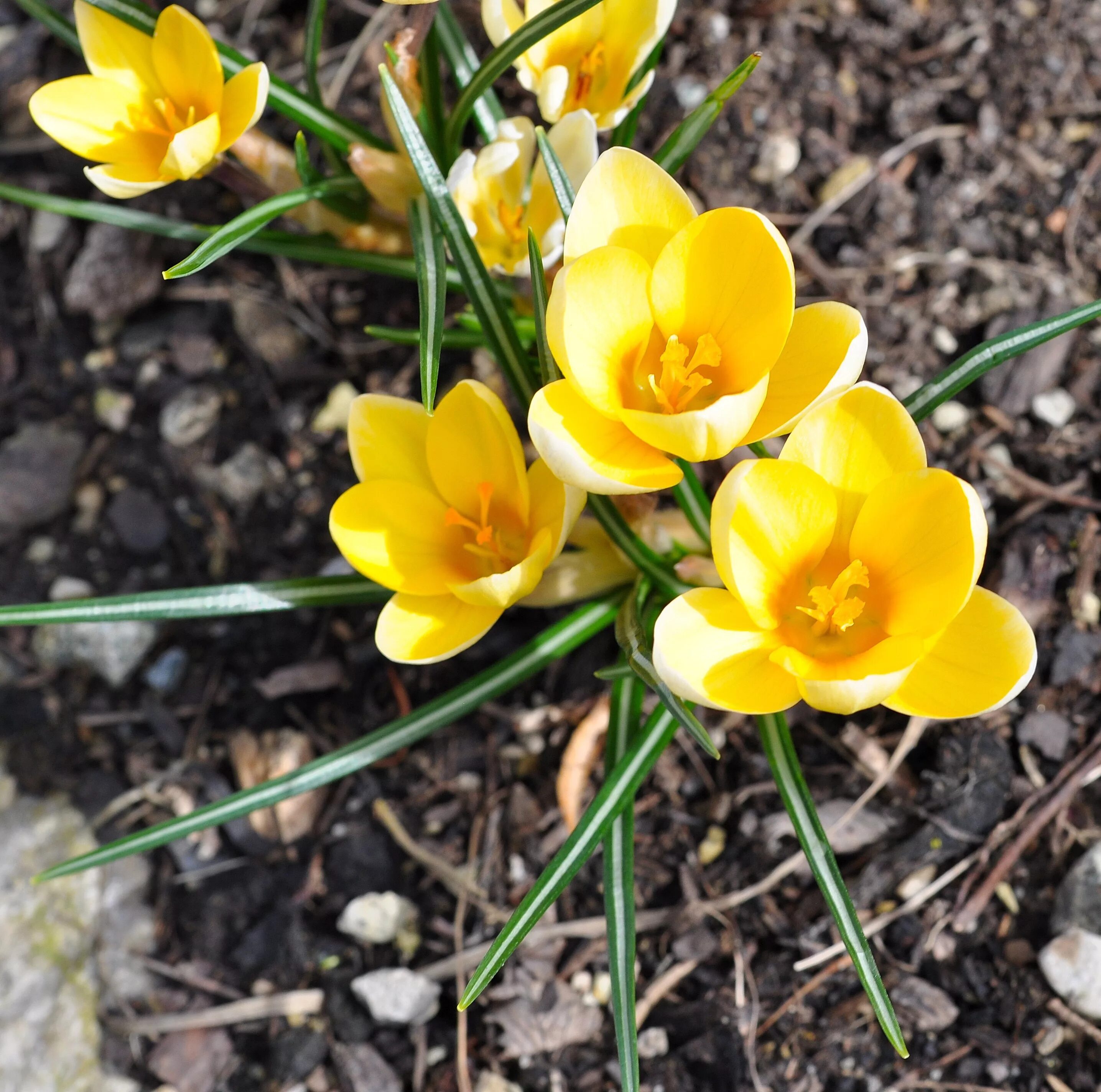 Free Images : nature, blossom, petal, botany, flora, yellow flower, wildflower, 