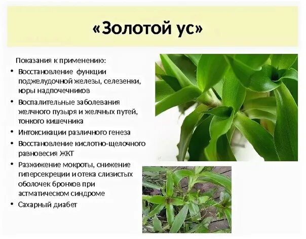 Золотой ус лечебные фото