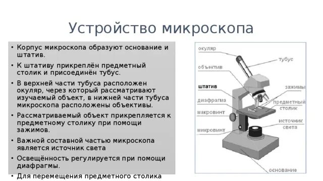 Какую функцию выполняет основание микроскопа при работе. Строение микроскопа тубусодержатель. Штатив микроскопа из чего состоит. Строение микроскопа конденсор. Строение микроскопа предметный столик функция.