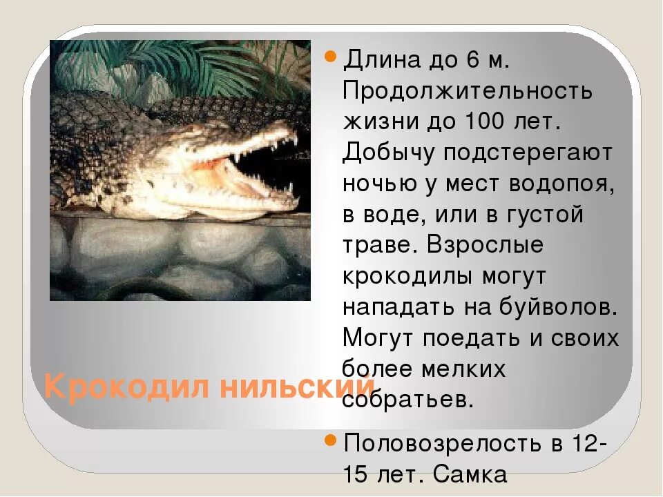 Сколько живут все животные. Продолжительность жизни крокодила. Продолжительность жизни крокодилов. Сколько живёт крокодил Продолжительность жизни. Средняя Продолжительность жизни крокодила.