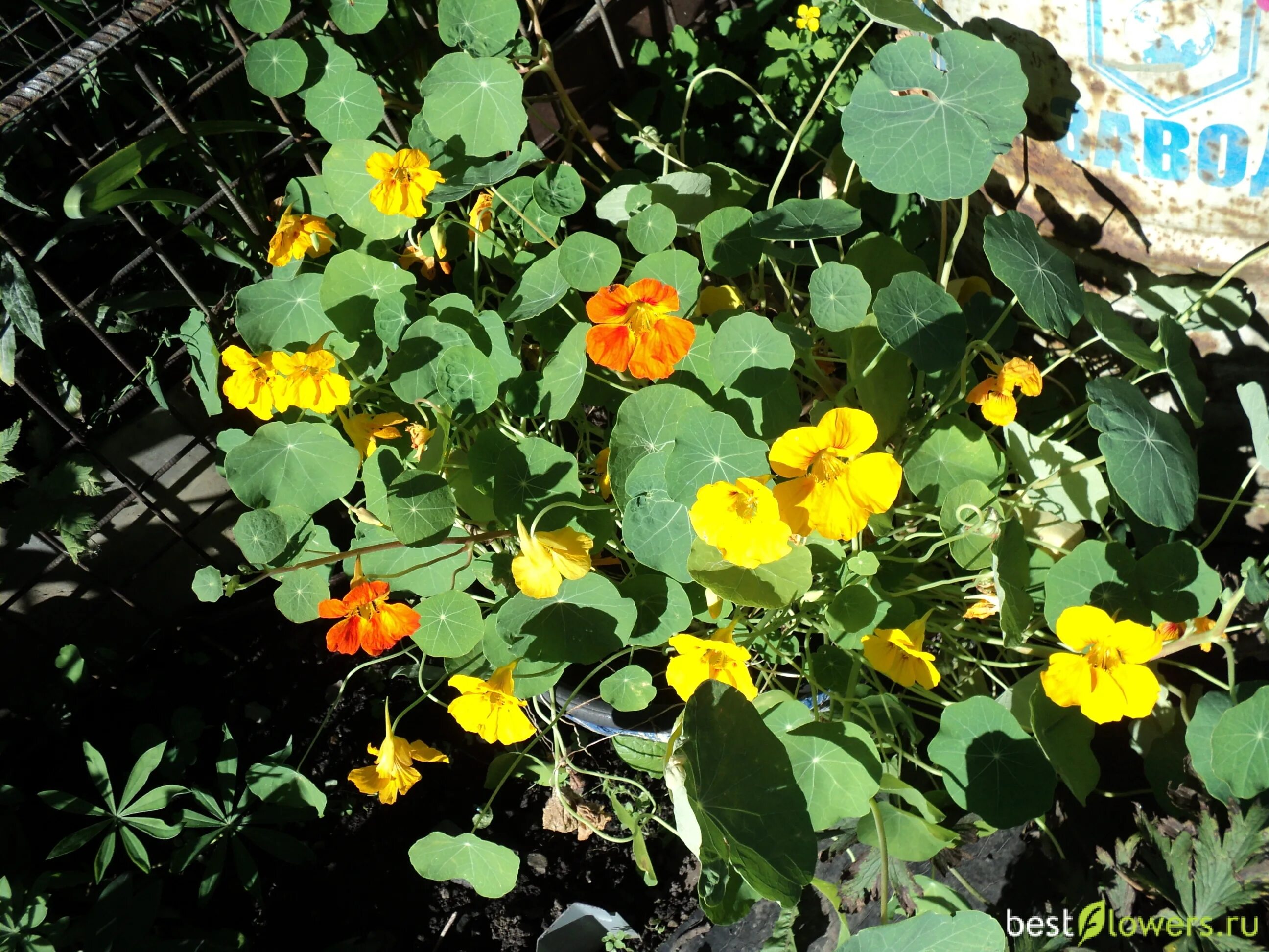Настурция девичья. Настурция отрада. Настурция девичья. Настурция девичья. Настурция длинноплетистая.