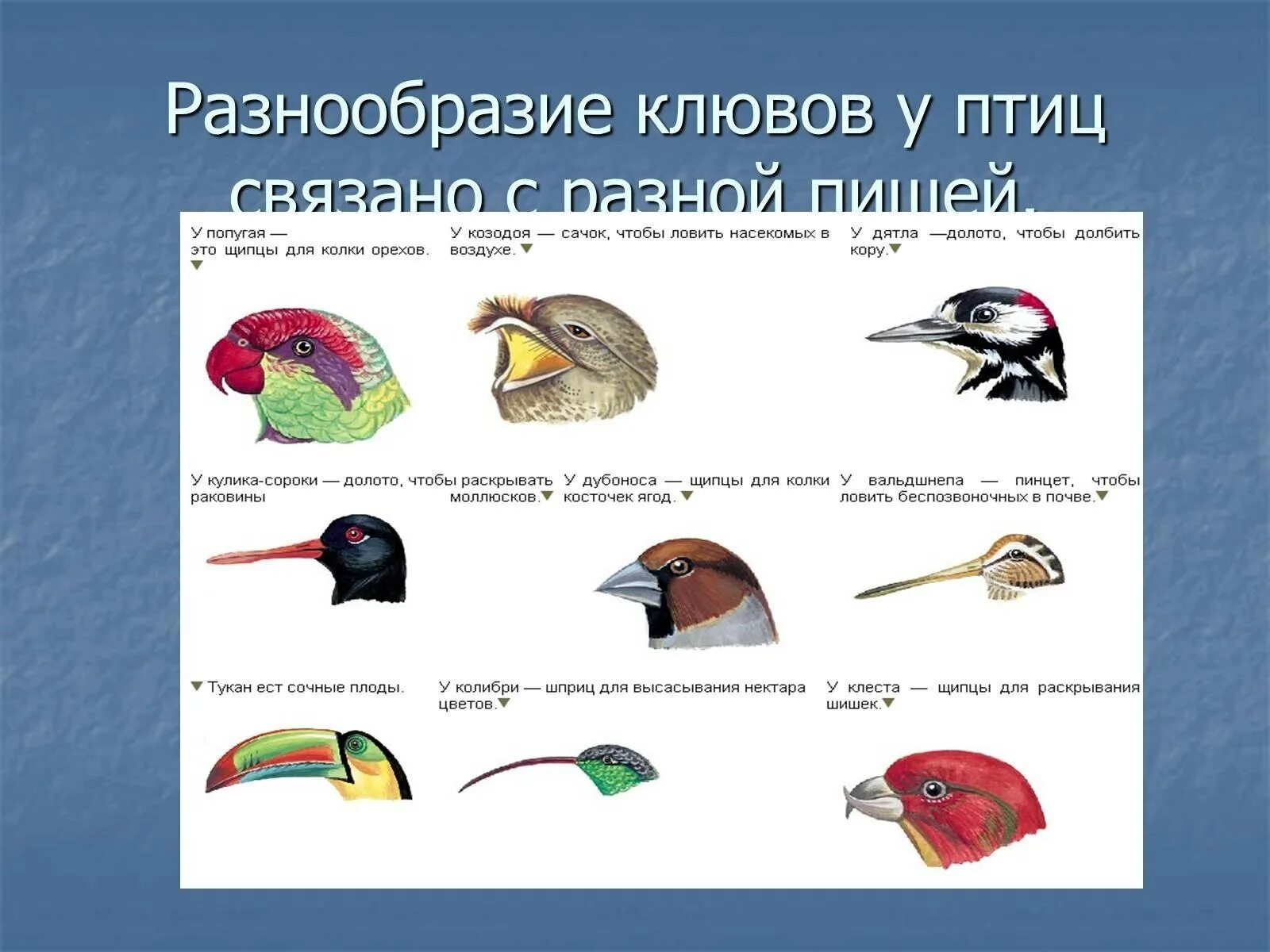 Разнообразие видов птиц. Клювы птиц. разнообразие клювов. разнообразие клювов птиц. формы клюва у птиц.