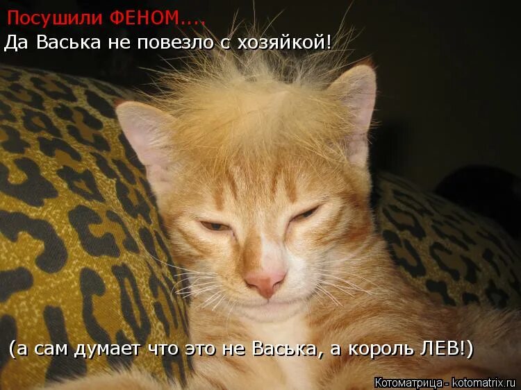 Коту пофигу. Стреляй васек не бойся по другому. Стреляй васек не бойся по другому. Стреляй в меня. Цитаты про стрельбу.