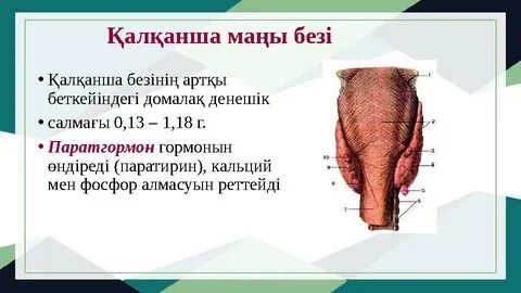 Порно HD фильмдерді көреді