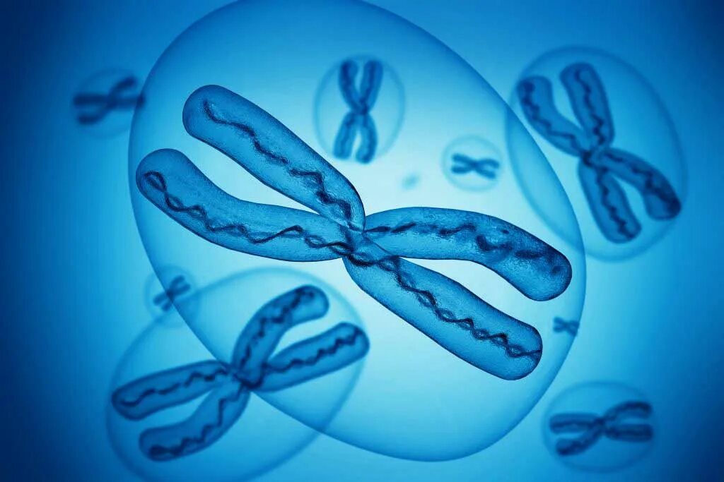 Хромосомы краба. Хромосомы под микроскопом. Хромосомы анимация. Хромосомы для презентации. Хромосомы фон для презентации.
