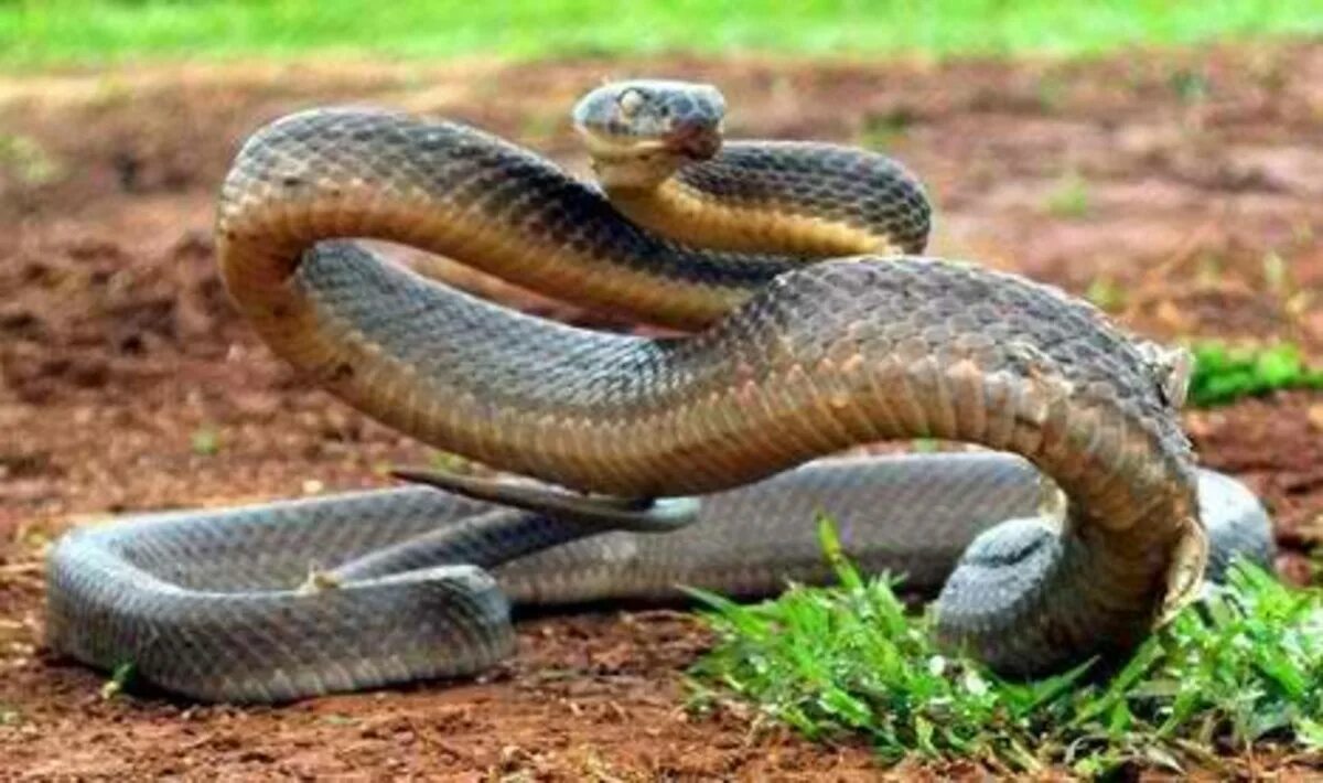 Австралийский Тайпан. Inland Taipan Snake. Ядовитые змеи Австралии. Тайпан Маккоя змея.