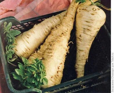 Пастернак вкус