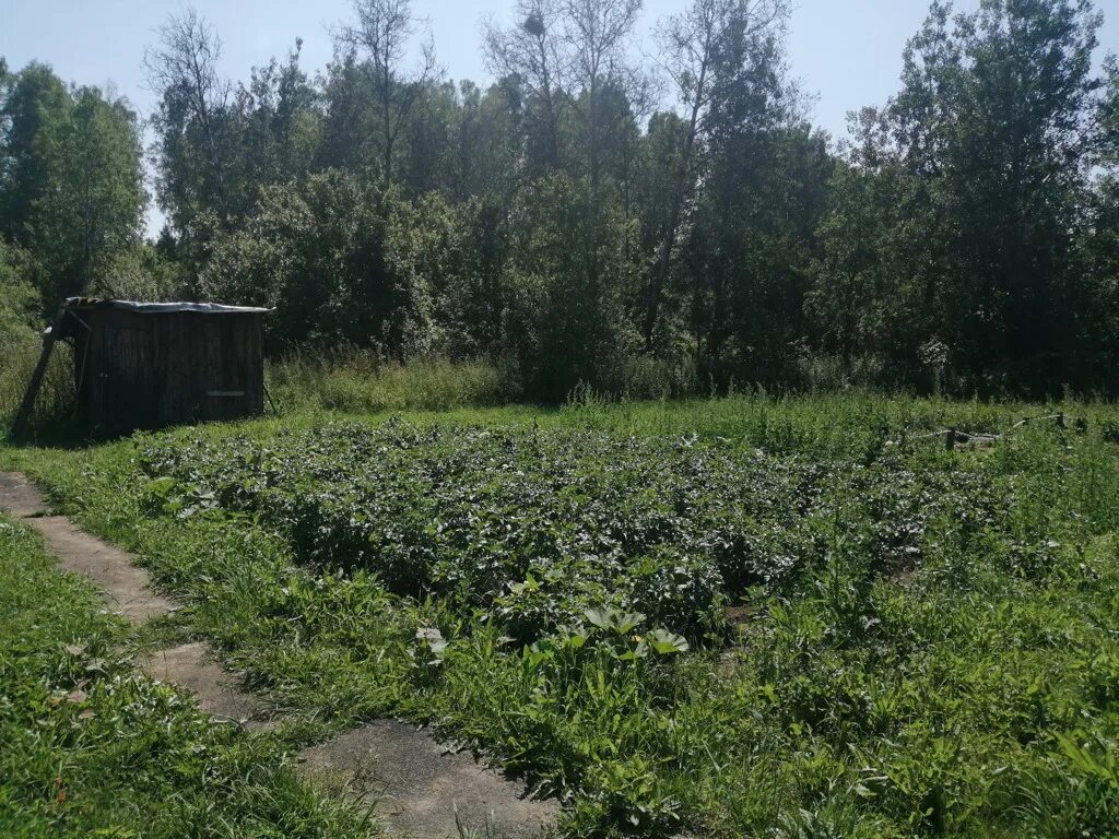 Погода в плотниково новосибирская. Плотниково Новосибирская область. Новосибирская область Плотниково СНТ Эмон. СНТ солнечное Новосибирск Плотниково участок 203. Село Плотниково НСО фото.