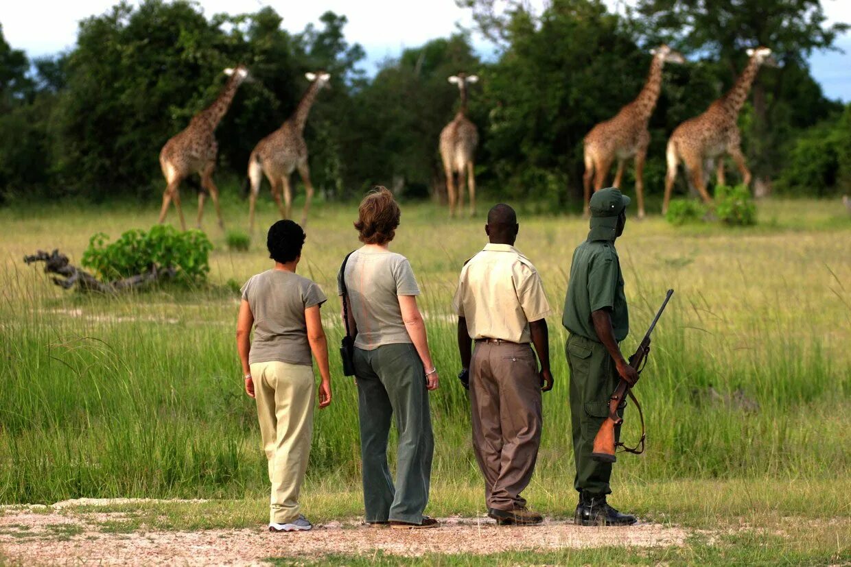 See africa. Сафари с друзьями. Аудиоэкскурсия Африка сафари. Альтернативное сафари. Реклама туризма в Танзании.