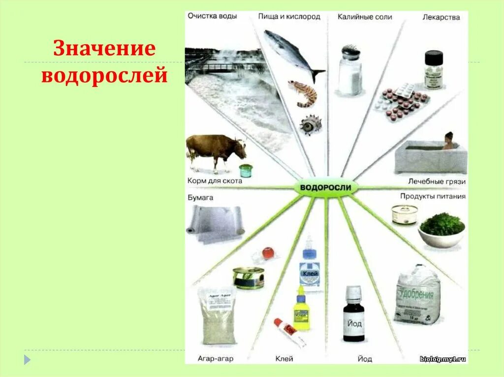 Схема использования водорослей человеком. Значение и использование водорослей. Схема значение водорослей в природе и в жизни человека. Схема роль водорослей в природе и жизни человека 5 класс.