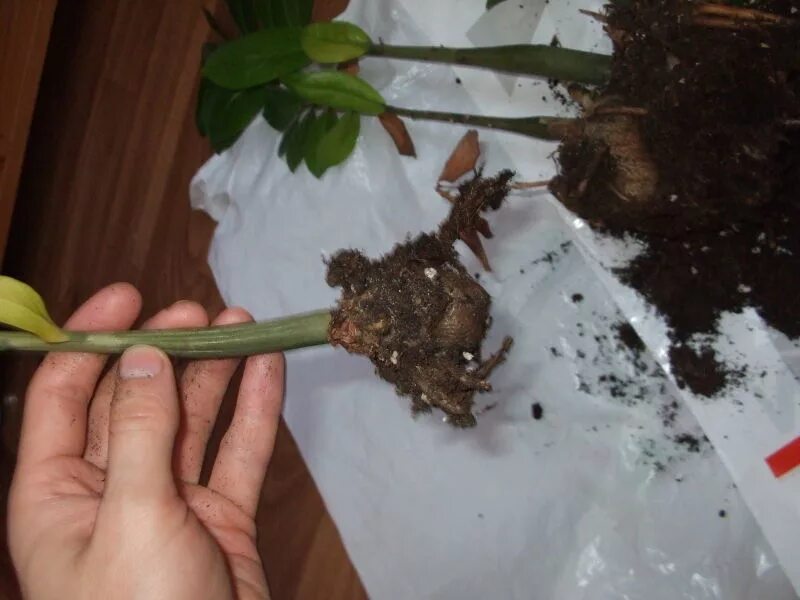 Замиокулькас щитовка. Замиокулькас здоровые корни. Замиокулькас сохнут стебли. Замиокулькас срезанный. Замиокулькас цветонос.