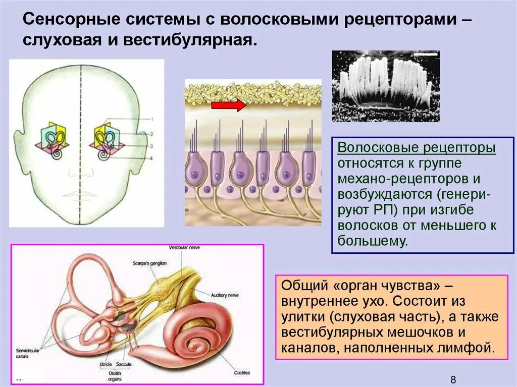 Рецепторный отдел слуховой сенсорной системы. Рецепторы слуховой сенсорной системы являются. Рецепторы сенсорных систем вестибулярного аппарата. Рецепторный аппарат вестибулярного анализатора.