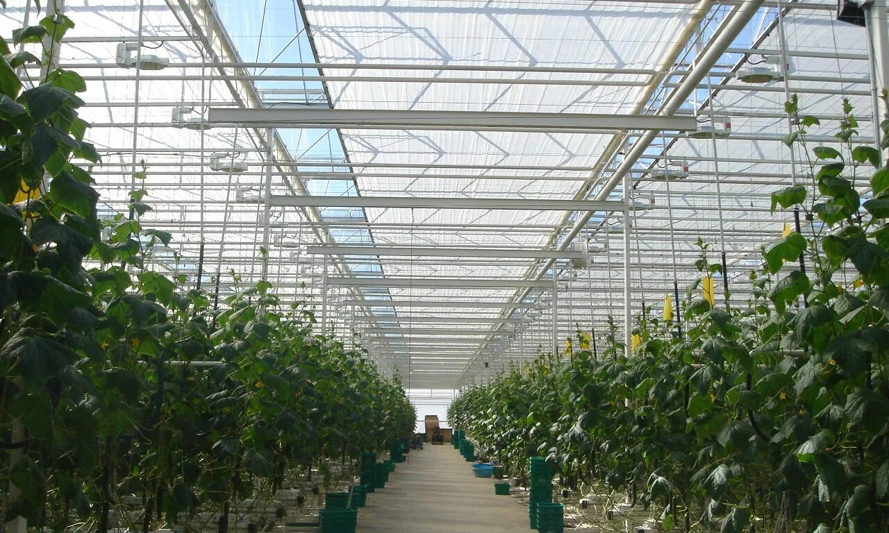 Зашторивание теплиц. Теплицы venlo. промышленные теплицы venlo. теплицы венло система зашторивания. голландская теплица venlo.