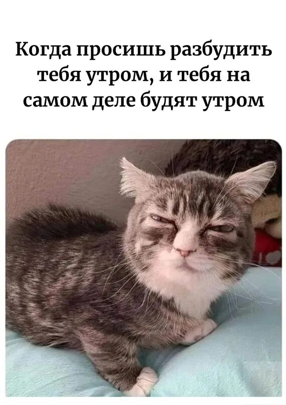 Cats waking up. Wake me up cat. Кота разбудили. Дай пожалею картинки. Finger up cat.
