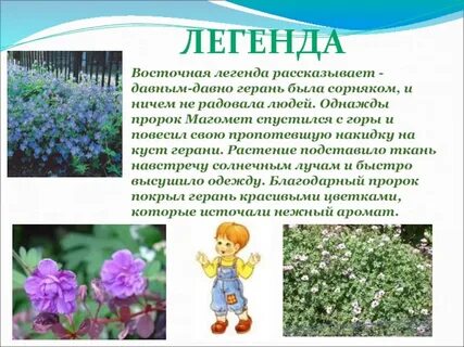 Герань вредна
