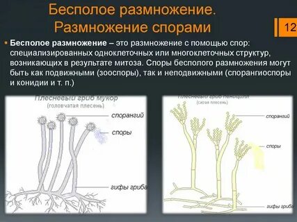 Грибы и растения размножаются спорами