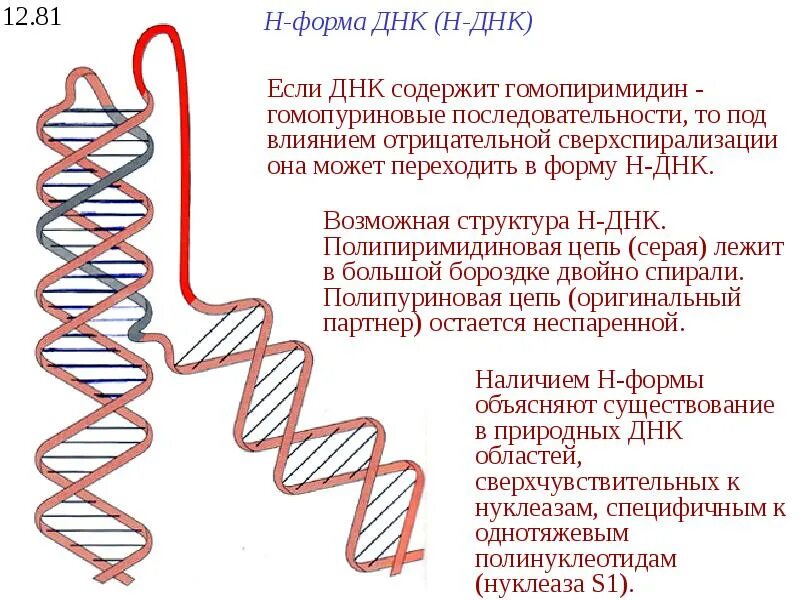 Форма днк содержит