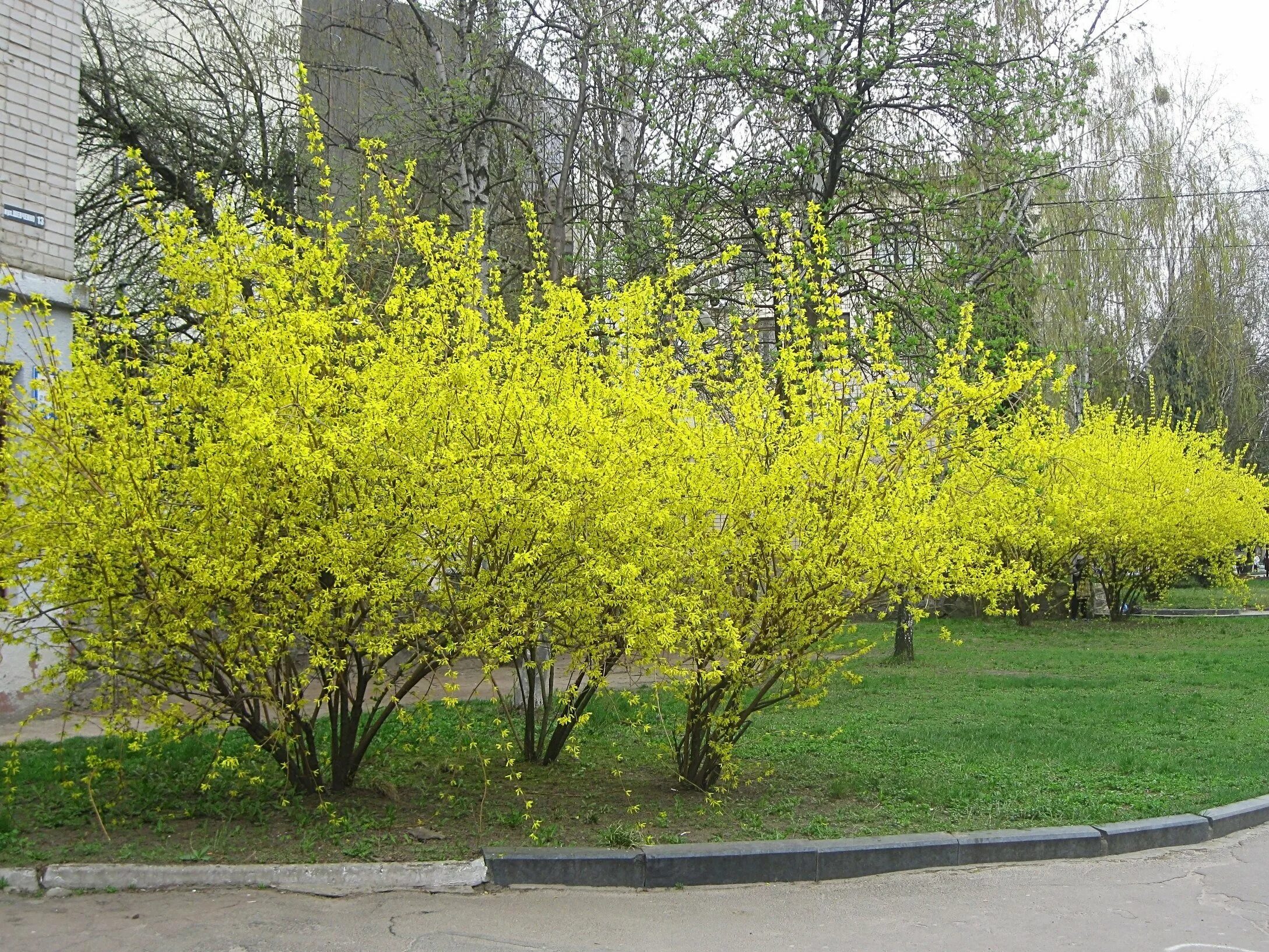 Форзиция Медоуларк. Форзиция европейская — Forsythia europaea. Форзиция пониклая. Форзиция промежуточная Спектабилис. Куст желтыми цветами без листьев