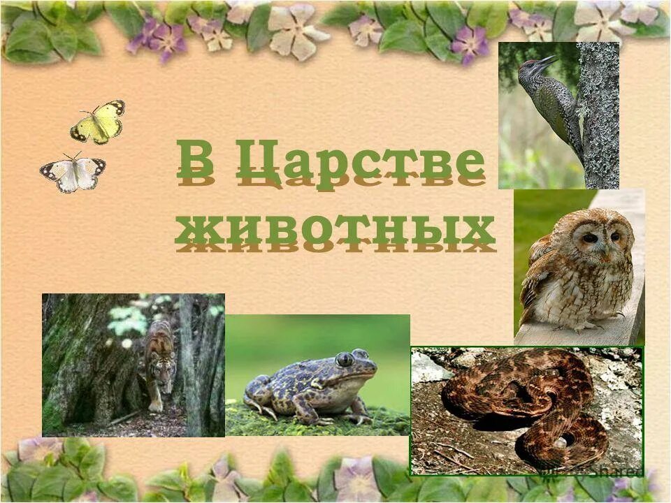 Царство животных. Царство животные. в царстве животных. тема: царство животные. царство животных 3 класс.