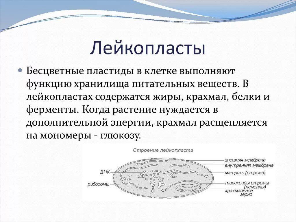 Какая функция пластид. Лейкопласт строение органоида. Пластиды лейкопласты строение. Строение растительной клетки пластиды лейкопласты.