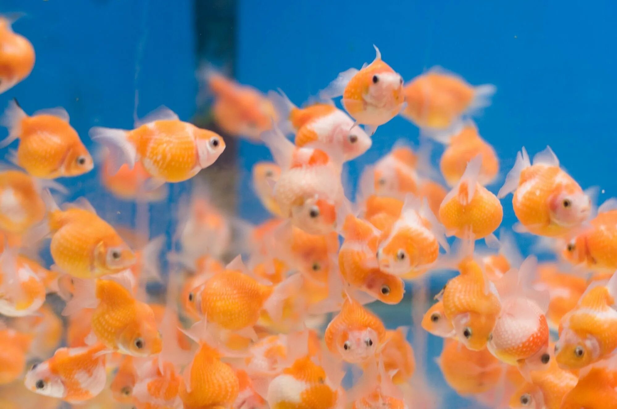 Рыба Жемчужинка аквариумная. Рыбки Голден Фиш. Золотая рыбка аквариумная Жемчужинка. Золотая рыбка аквариумная маленькая.