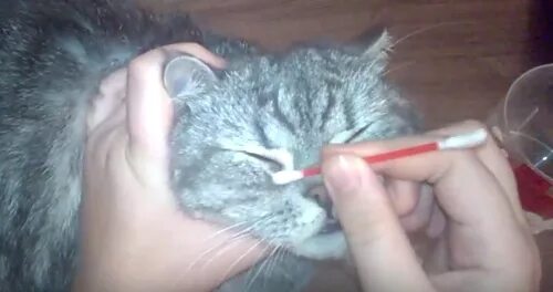 Промыть глаза котам фурацилин. Промыть глаза котам фурацилин. Протирать глаза котенку. Промыть глаза котам фурацилин. Промыть глаза котам фурацилин.