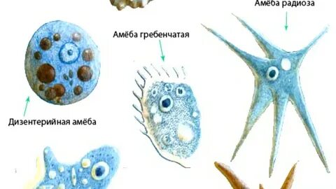 Строение простейших организмов