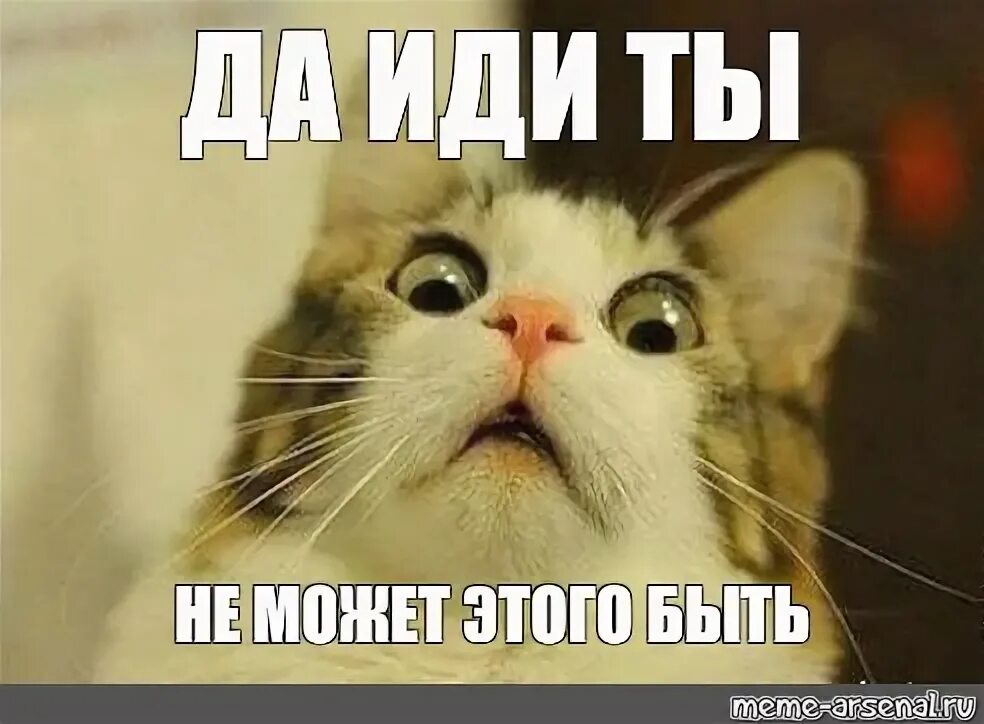 Мем кот да. Удивлённый кот мем. котик в шоке. удивленный кот. испуганный кот.