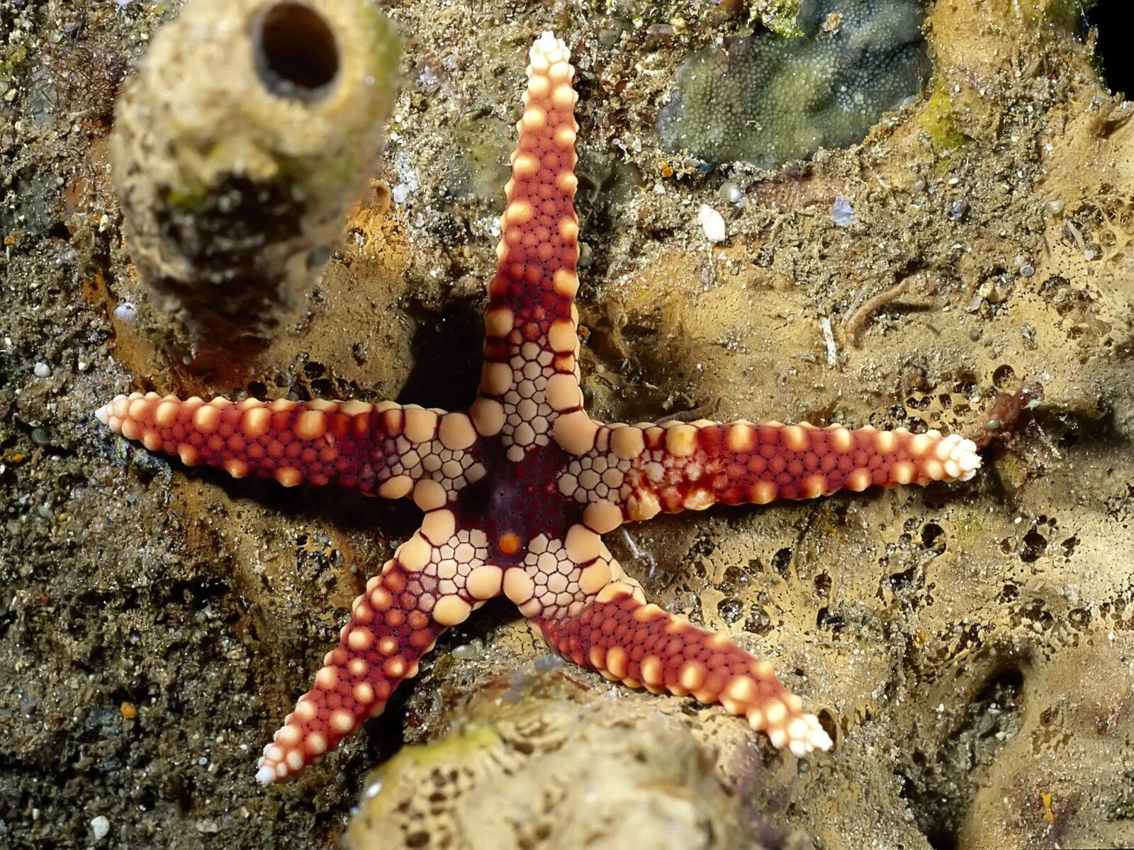 Морская звезда океан. Синекольчатый осьминог. Морская звезда зернистый кориастер. Морская звезда Хургада. Морские животные морская звезда.