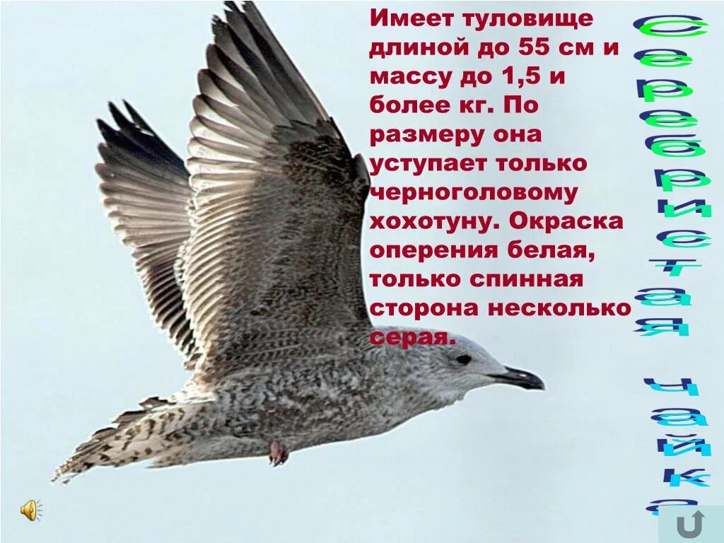 Чайка содержание. Факты о чайке. чайка интересные факты. интересные факты о чайках. интересная информация о чайке.