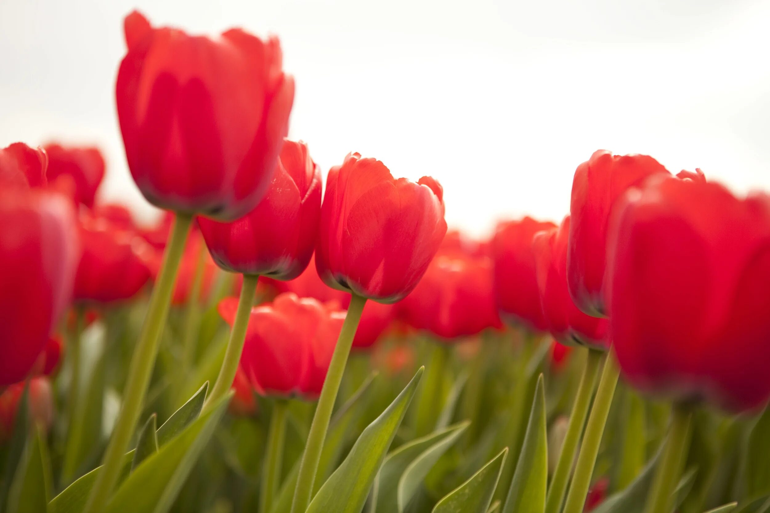 Красные тюльпаны. Яркие тюльпаны. Тюльпаны крупные красные. Тюльпаны разноцветные.