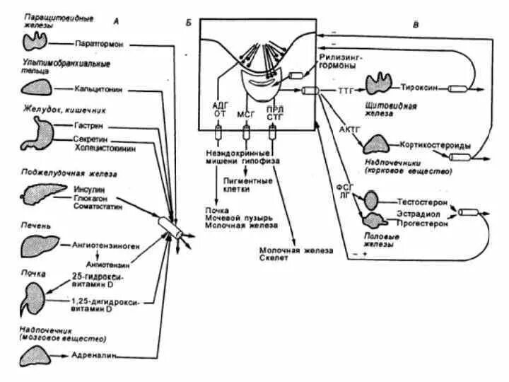 Тироксин органы мишени. Схема взаимосвязей эндокринных желез. Схема регуляции эндокринной системы. Гормональная регуляция организма схема. Гормоны схема действия в организме.