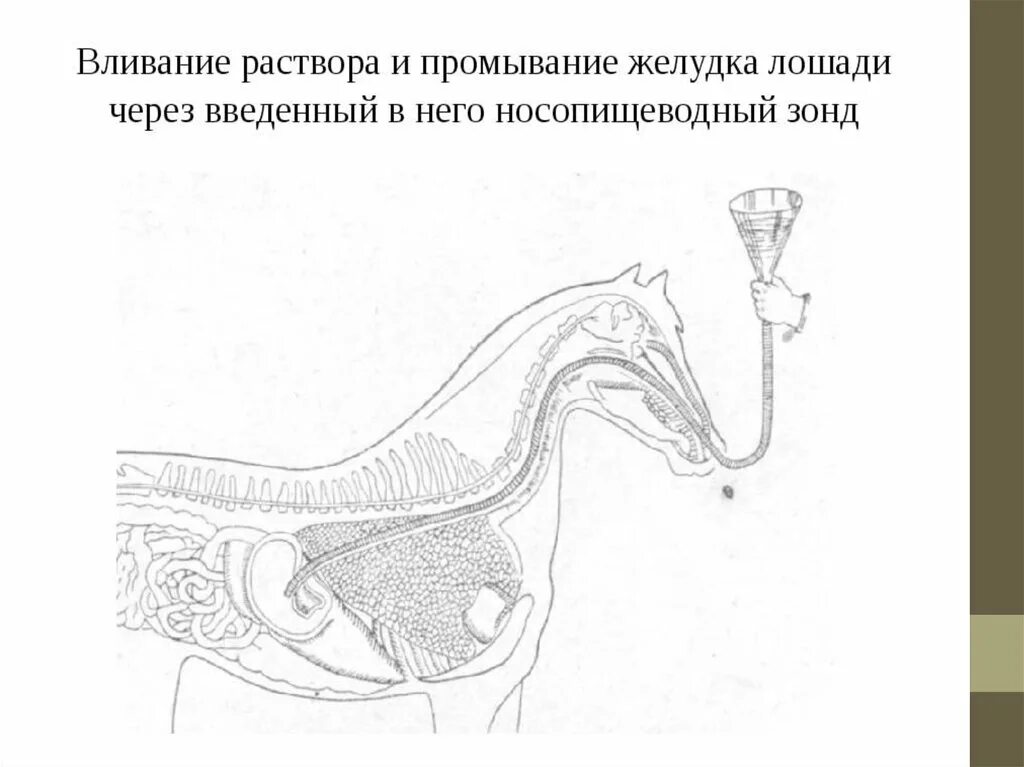 Зондирование животных. Введение носопищеводного зонда лошади. зондирование желудка у лошади. техника зондирования желудка у лошади. введение носоглоточного зонда лошадям.